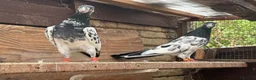 Pigeons birds for sale: Pakistani high flyers for sale  - Advert 9