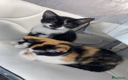 Mixed Breed cats for sale: Kittens for sale - Image 3