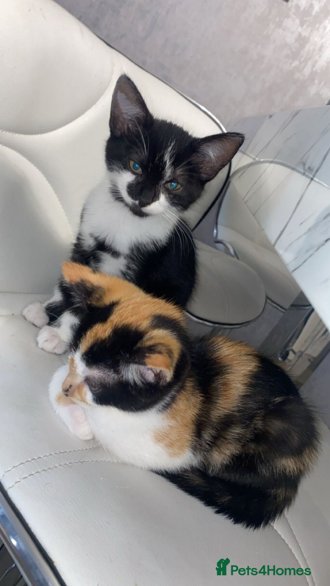 Mixed Breed cats for sale: Kittens for sale - Image 3