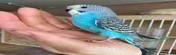 Budgerigars birds for sale: Hand tame baby budgies available  - Advert 4