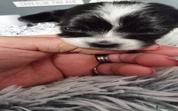Chihuahua dogs for stud: Stud long haired white Chihuahua  in Coatbridge - Image 27