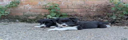 Border Collie dogs for sale: Border Collie Puppies for sale - Advert 9