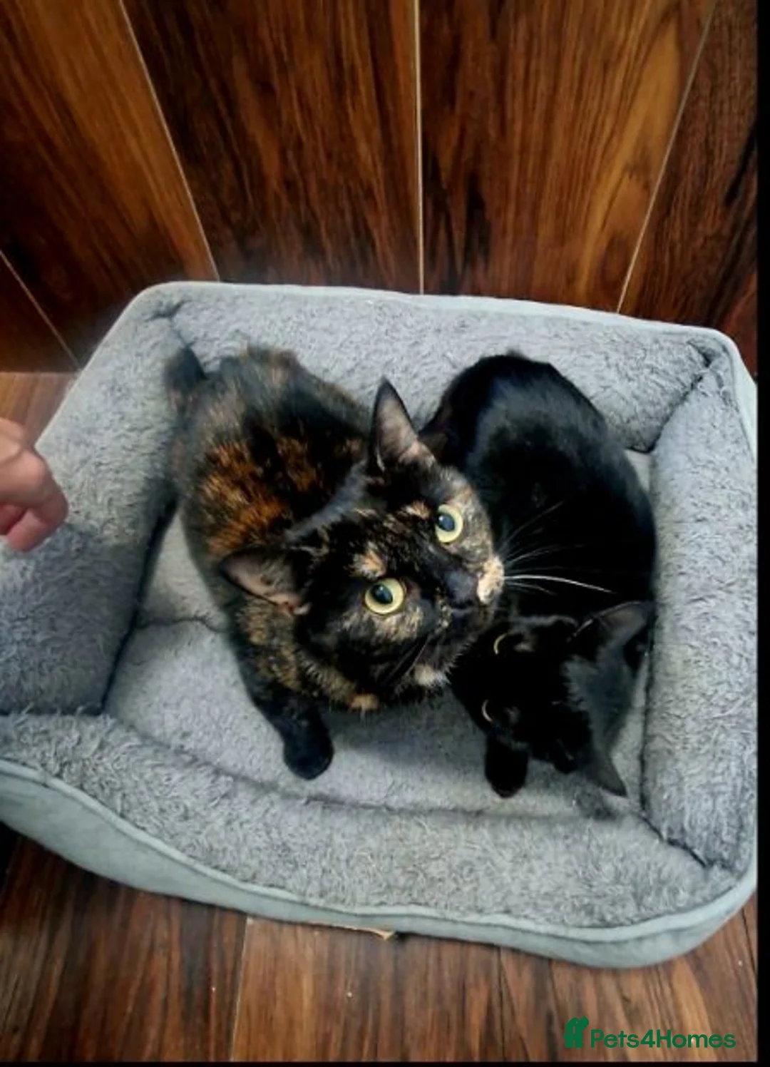 British Shorthair cats for sale: Adorable 7-Month-Old Kittens/ 2 Males & 1 Female - Advert 1