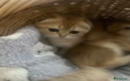 Scottish Fold cats for sale: Gold Chinchilla Scottish fold baby’s  - Image 13