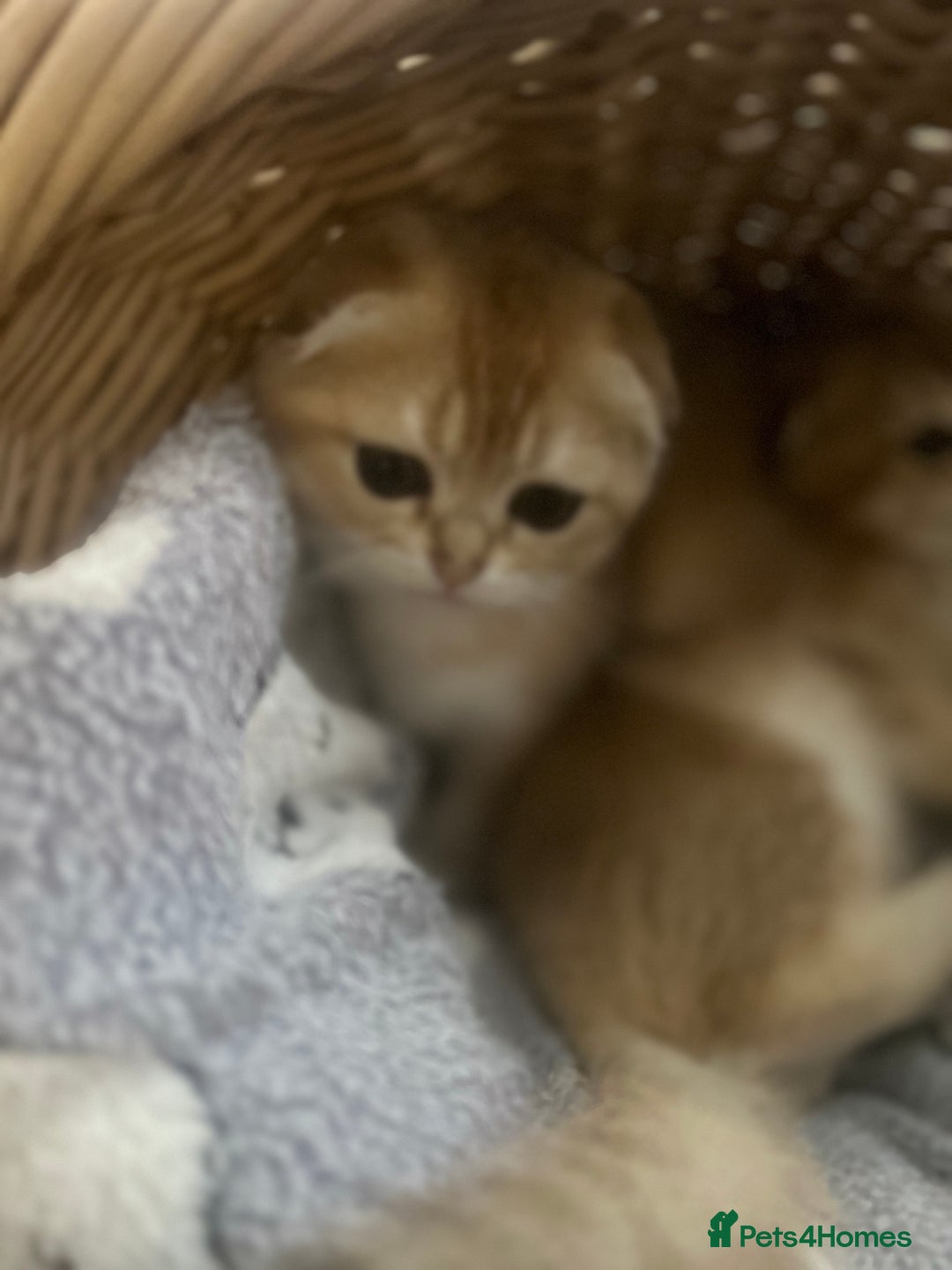 Scottish Fold cats for sale: Gold Chinchilla Scottish fold baby’s  - Image 13