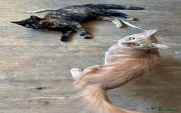 Mixed Breed cats for sale: Adorable Tortoiseshell Kitten (part Main Coon) - Image 4