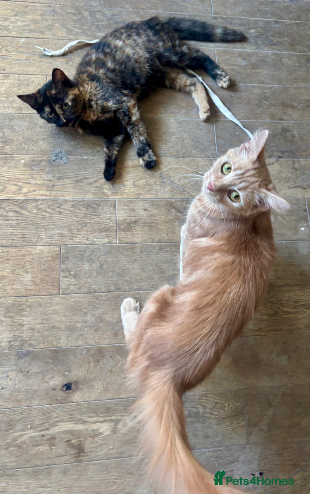 Mixed Breed cats for sale: Adorable Tortoiseshell Kitten (part Main Coon) - Image 4