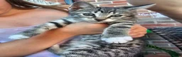 Mixed Breed cats for sale: Two male bengal cross for sale.  - Advert 1