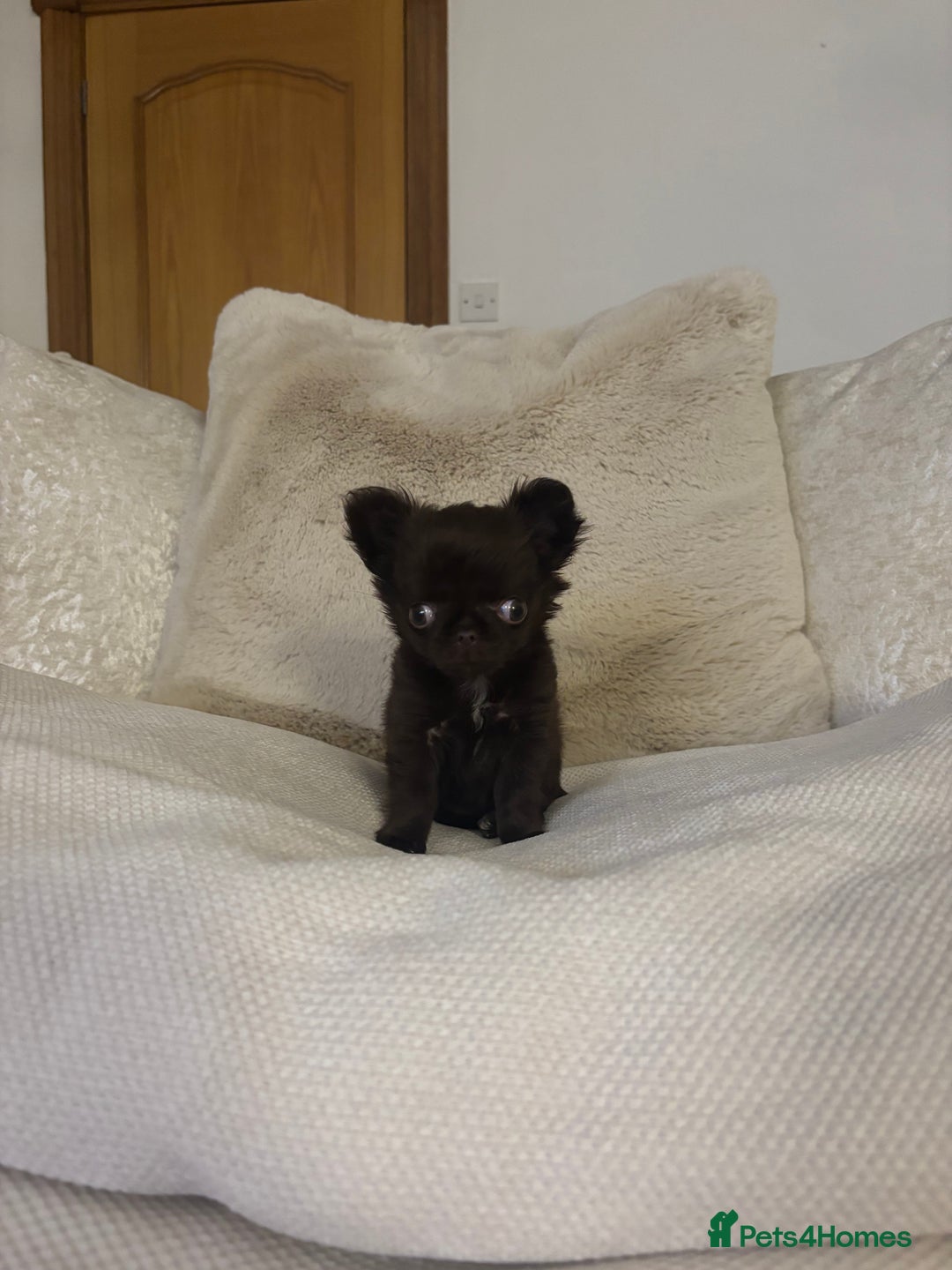 Chihuahua dogs for sale: Tiny long haired chihuahua girl !  - Advert 2