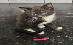Mixed Breed cats for sale: 6 adorable kittens available  - Advert 6