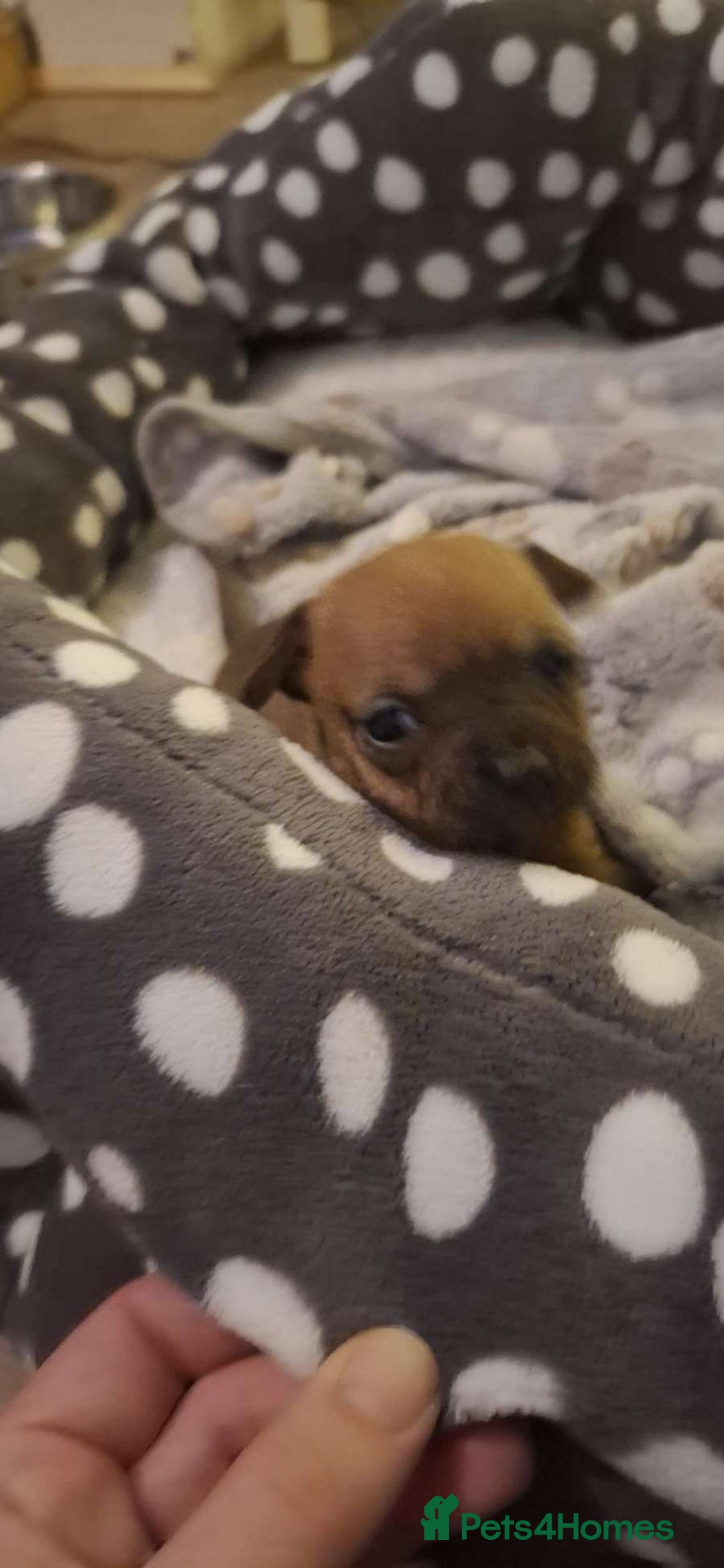 Mixed Breed dogs for sale: Adorable Frenchie Chiweenie Puppies - Advert 12