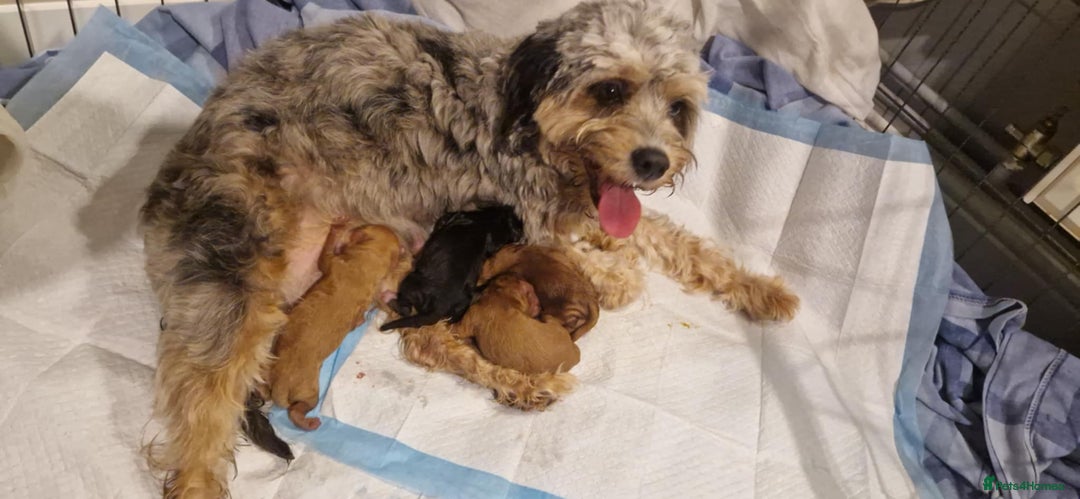 Cavapoo dogs for sale: Ready to go* Cavapoo pups - Image 8