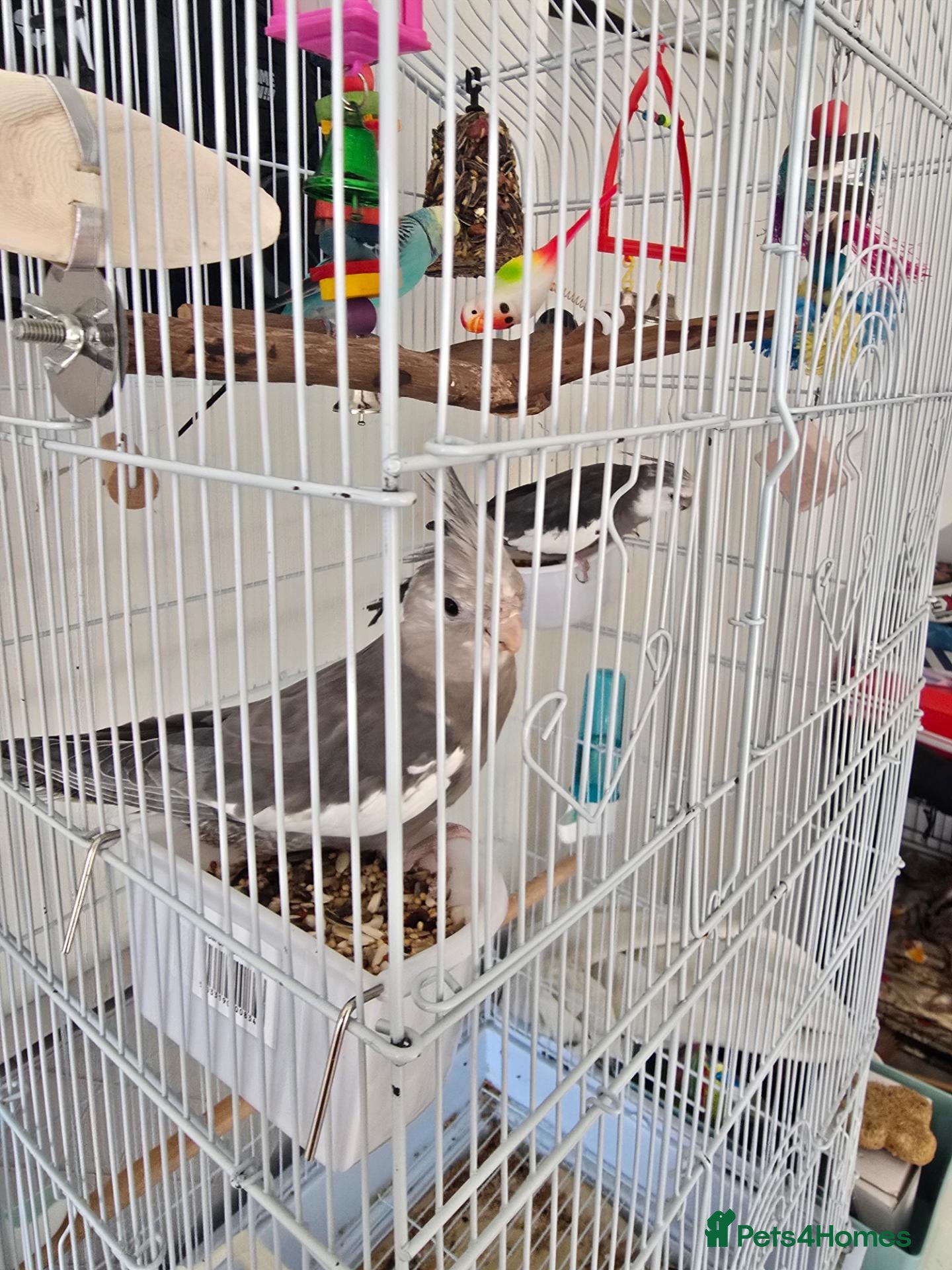 Cockatiels birds Cockatiel  - Advert 16