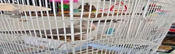 Cockatiels birds for sale: Cockatiel  in Tilbury - Advert 1