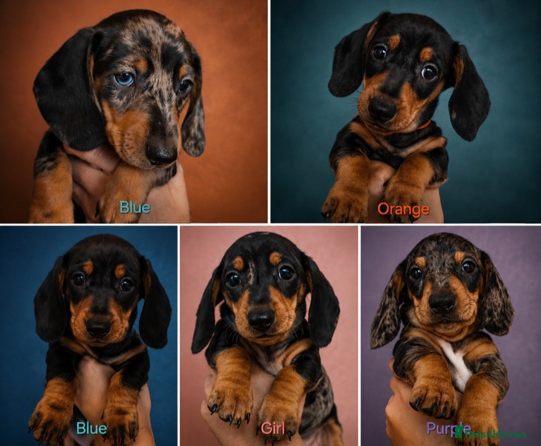 Miniature Dachshund dogs SILVER/BLACK Adorable dachshund puppies for sale😍 - Advert 17