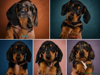 Miniature Dachshund dogs SILVER/BLACK Adorable dachshund puppies for sale😍 - Advert 1