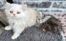 Persian cats for sale: Outstanding litter of Persian x kittens,  - Image 13