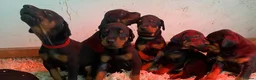 Dobermann dogs for sale: Dobermann pups - Advert 9