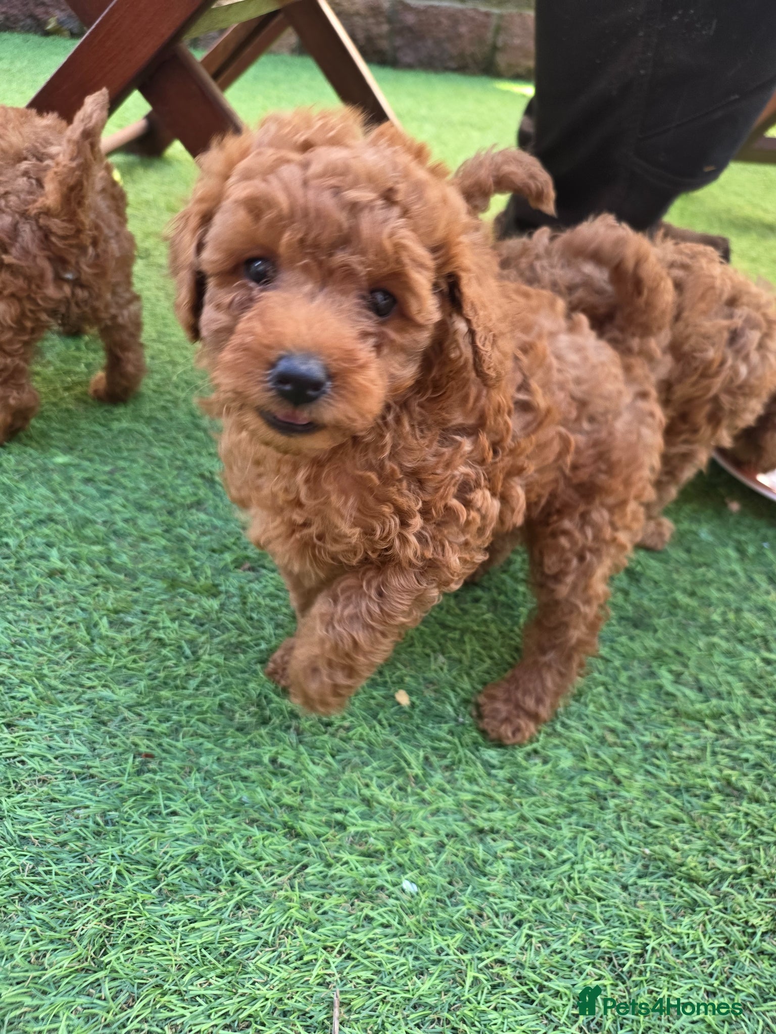 Poodle dogs for sale: Toy poodle - Advert 5