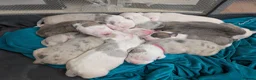 American Bulldog dogs for sale: Outstanding Merle American Bulldogs - Advert 3