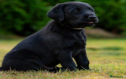 Labrador Retriever dogs for sale: Male Black Labrador puppies - Image 3