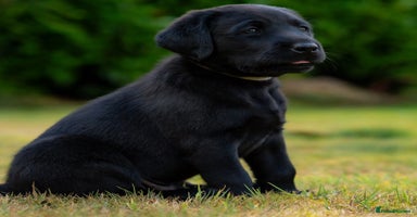 Labrador Retriever dogs - Advert 6