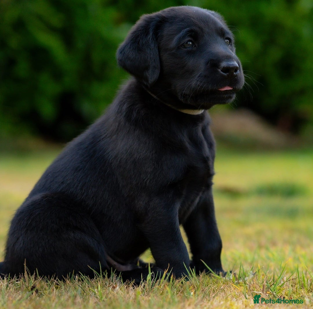 Labrador Retriever dogs for sale: Male Black Labrador puppies - Image 3