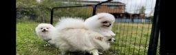 Pomeranian dogs for sale: Tiny White snow Pomeranian Puppies  - Advert 10