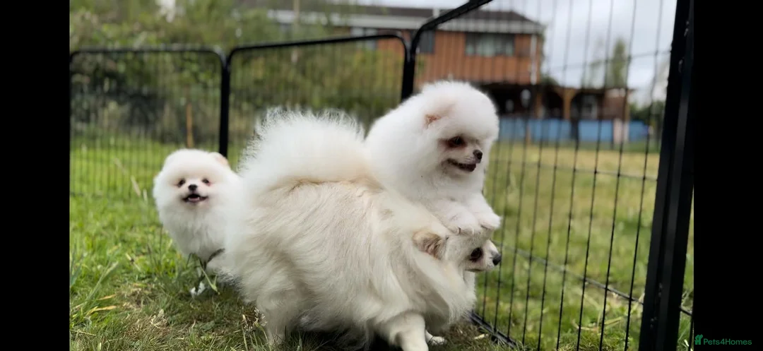 Pomeranian dogs for sale: Tiny White snow Pomeranian Puppies  - Advert 10