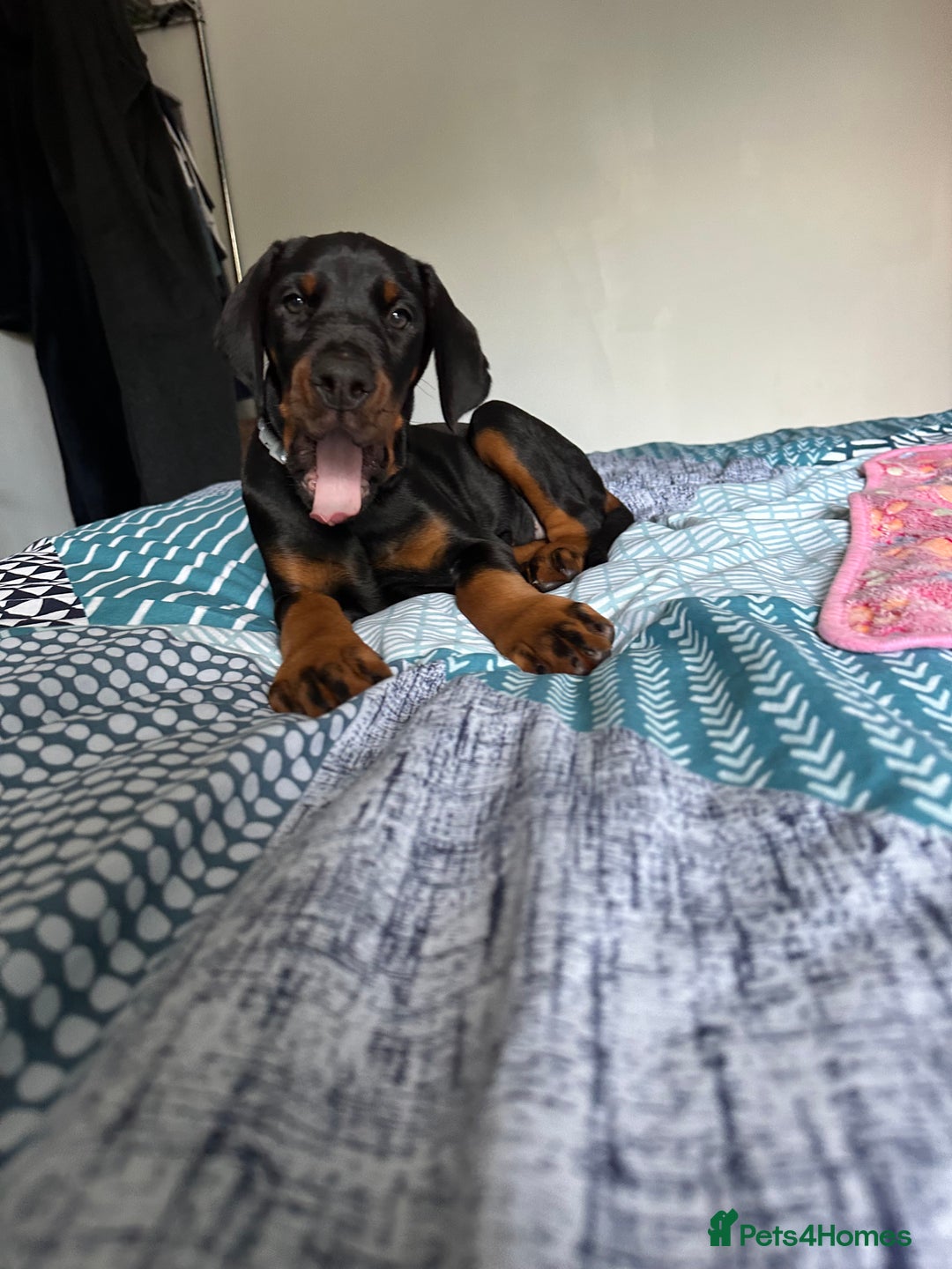 Dobermann dogs for sale: Pregnancy Confirmed - European Doberman Puppies - Image 7