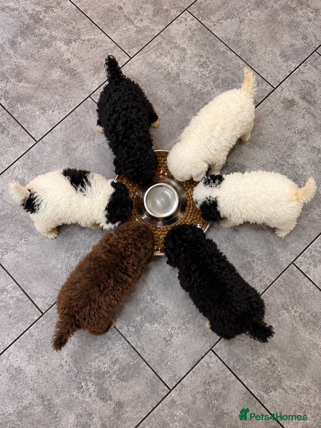 Poochon dogs Stunning F1b toy Poochon 5* rated graded health ✅ - Advert 2