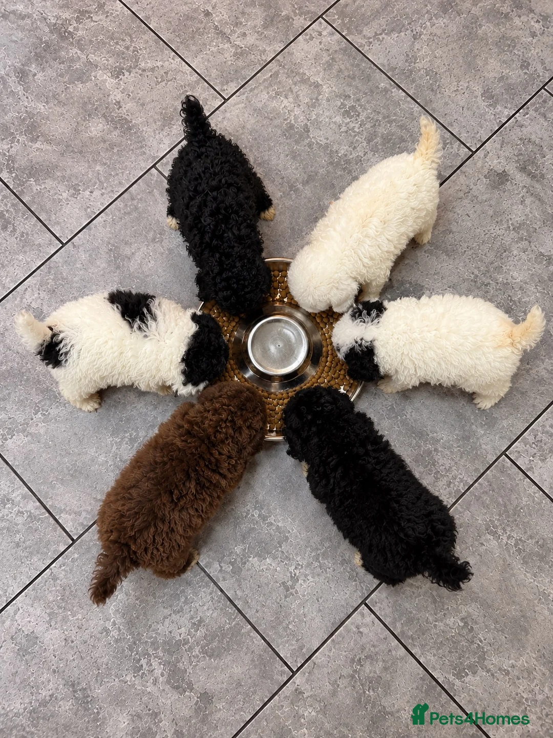 Poochon dogs for sale: Stunning F1b toy Poochon 5* rated graded health ✅ - Advert 2