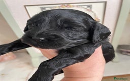 Cavapoo dogs for sale: F1 cavapoos puppies DNA Clear  - Image 4