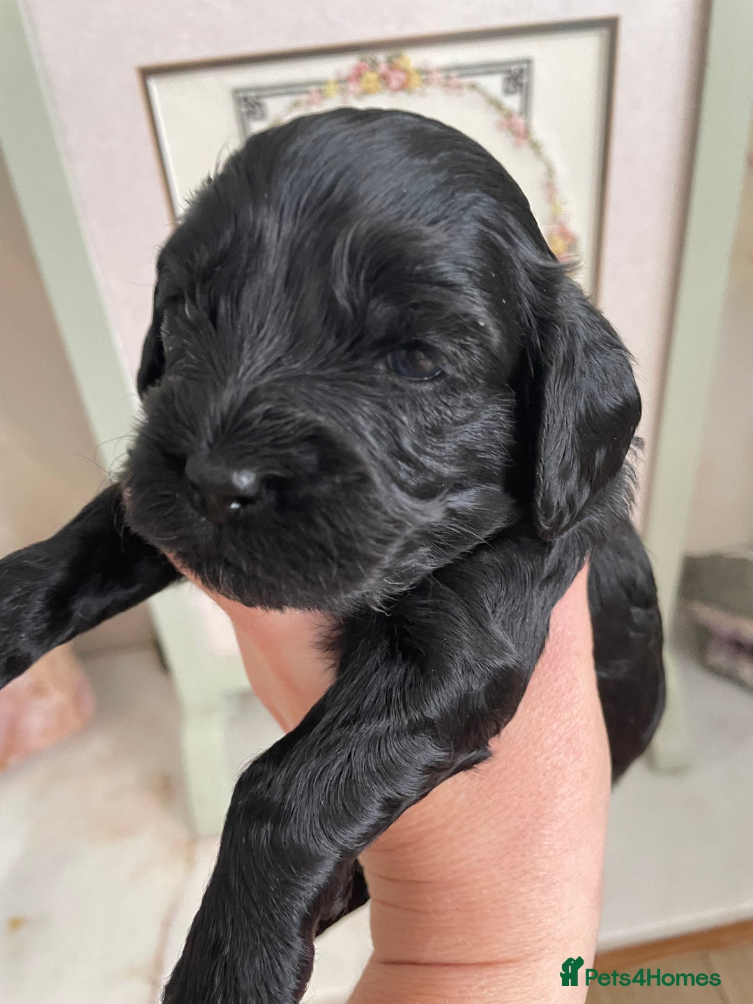Cavapoo dogs for sale: F1 cavapoos puppies DNA Clear  - Image 4