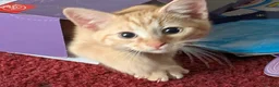 British Shorthair cats for sale: Male a ginger 16 week old kitten - Advert 4