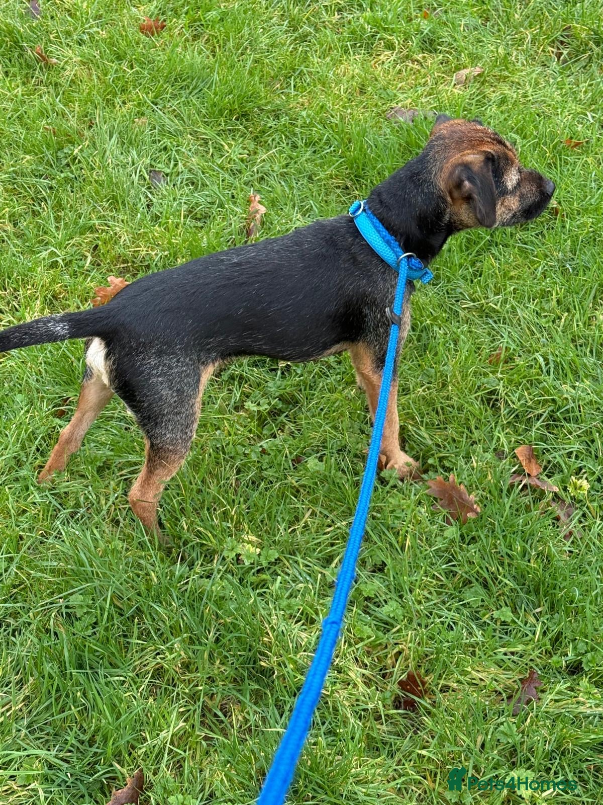 Border Terrier dogs Border Terrier - Advert 5