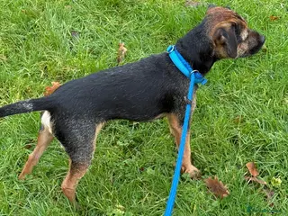 Border Terrier dogs Border Terrier - Advert 2