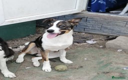 Mixed Breed dogs for adoption: 💖🐶 SESI 🐶💖 - Image 1