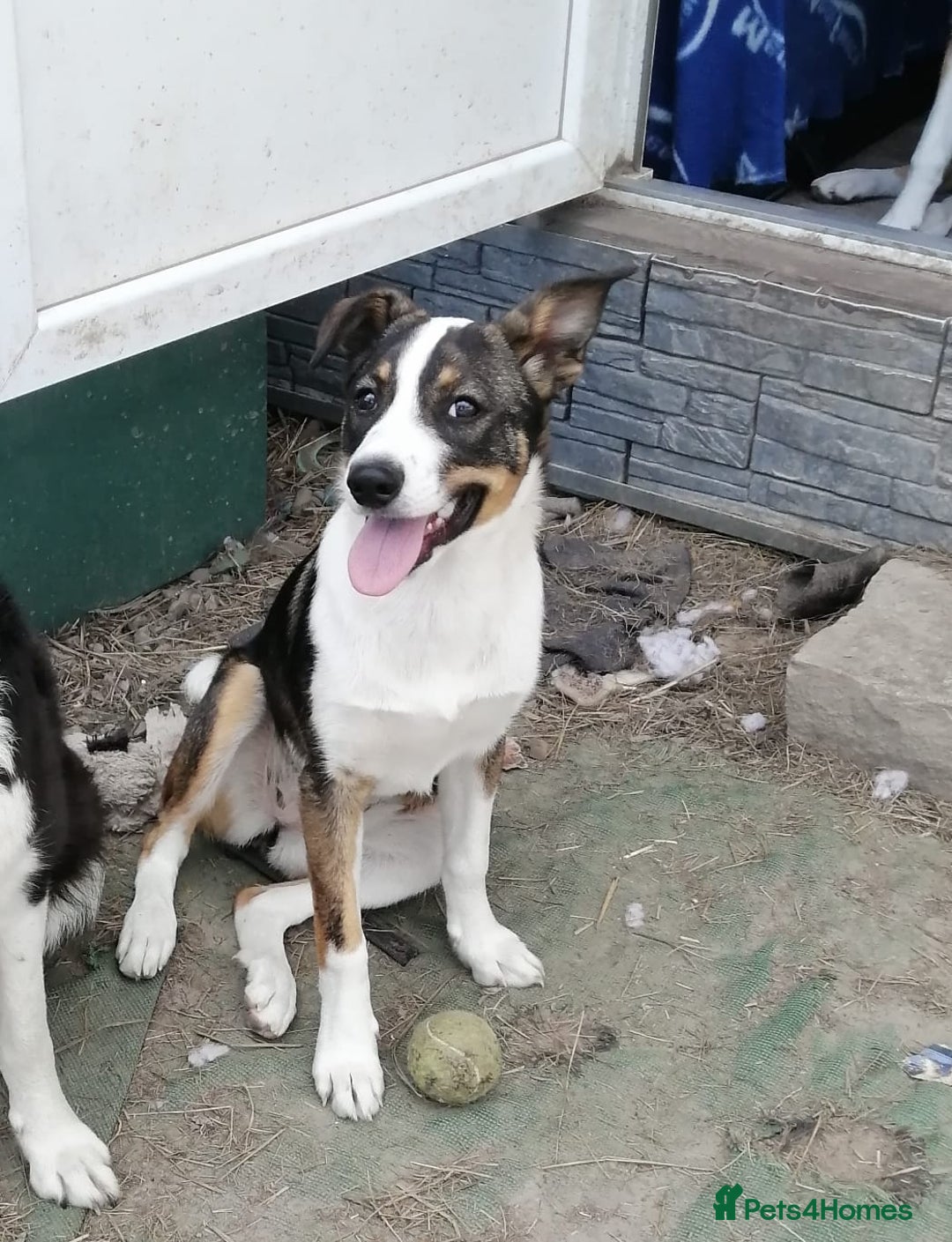 Mixed Breed dogs for adoption: 💖🐶 SESI 🐶💖 - Image 1