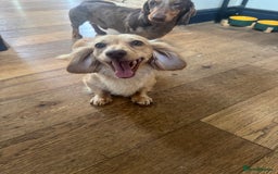 Miniature Dachshund dogs for sale: Long Haired Miniature Long Haired Cream Dachshund - Image 5