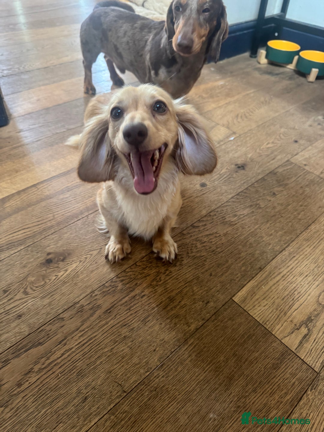 Miniature Dachshund dogs for sale: Long Haired Miniature Long Haired Cream Dachshund - Image 5