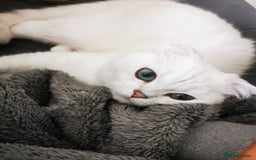 Scottish Fold cats for sale: White Scottish Fold Female looking for loving home - Image 10