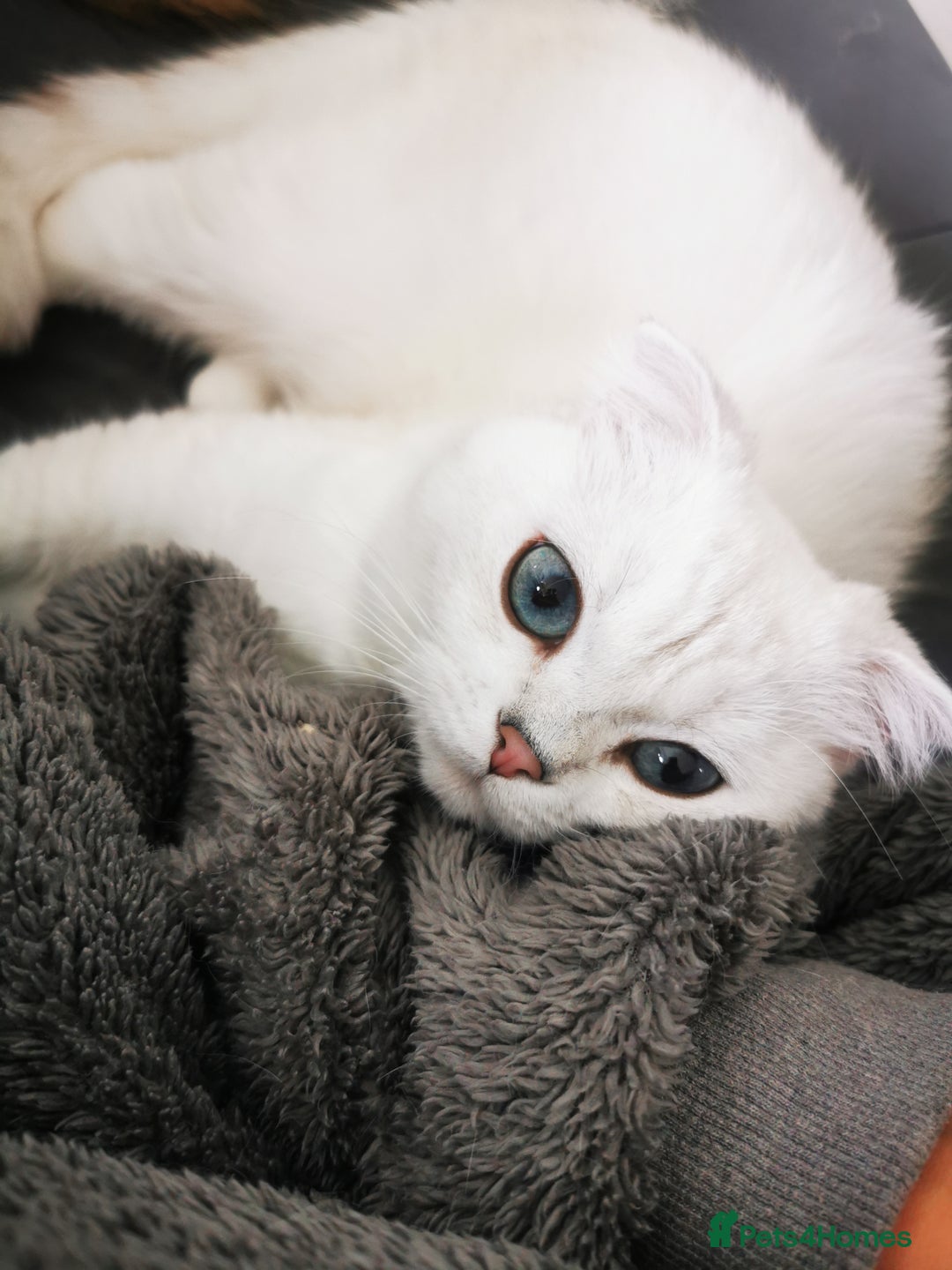 Scottish Fold cats for sale: White Scottish Fold Female looking for loving home - Image 10