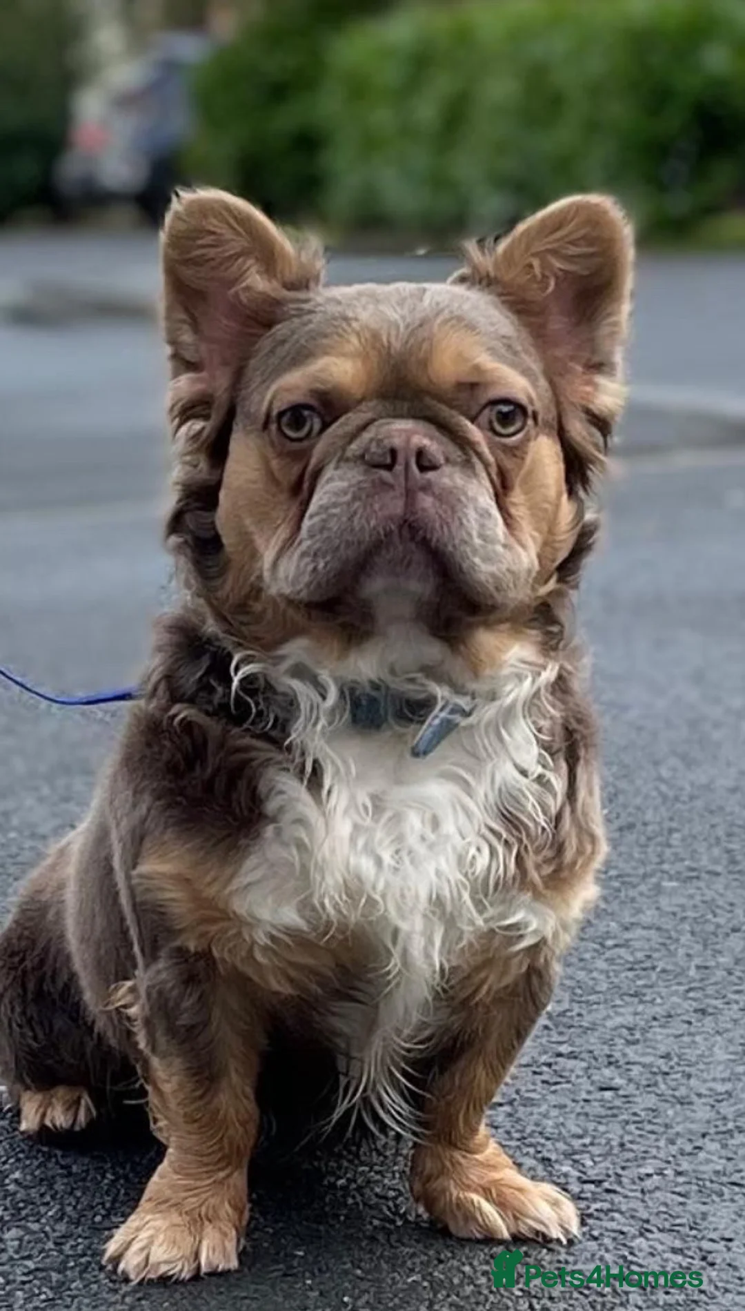 French Bulldog dogs for sale: French bulldog puppy’s  - Advert 5