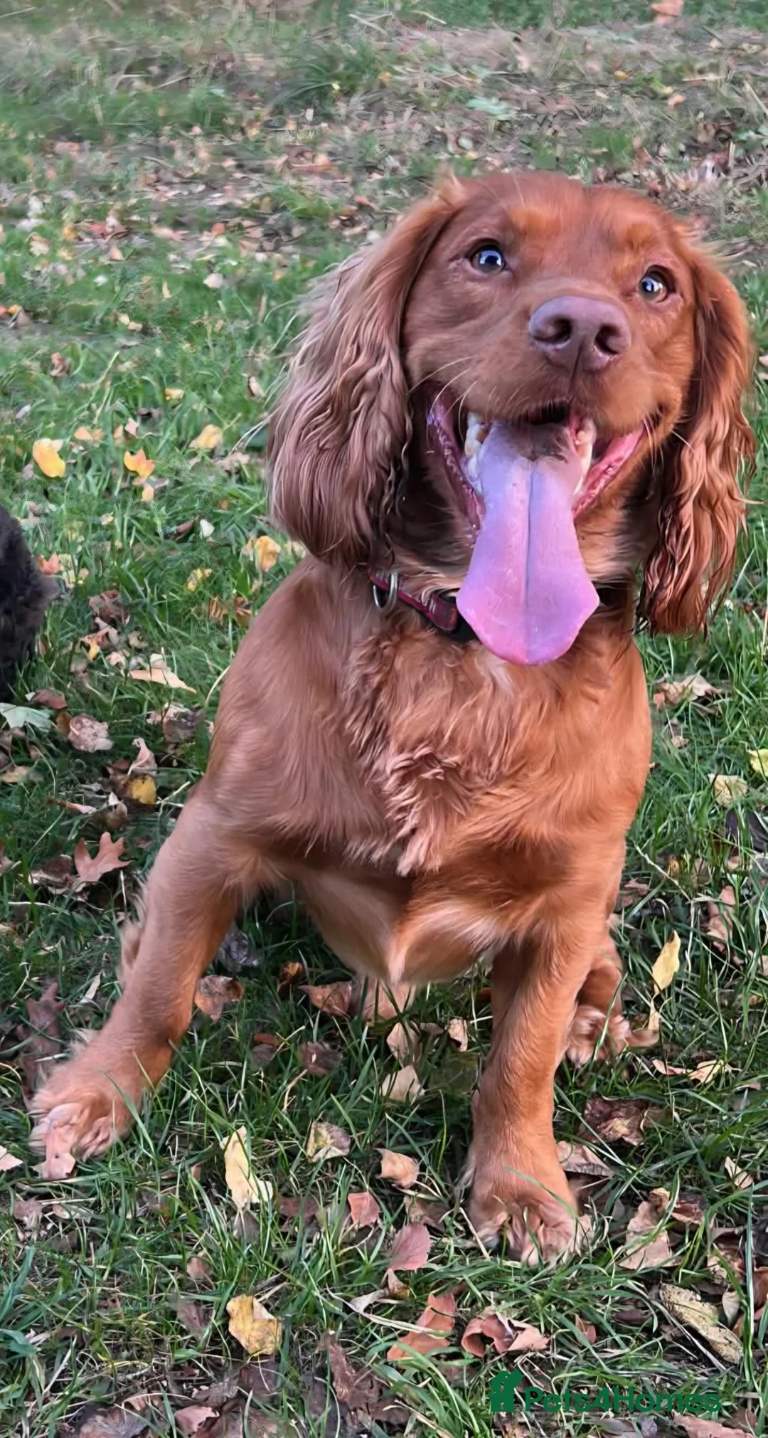 Cocker Spaniel dogs for sale: Working cockerspaniel puppies - Advert 8