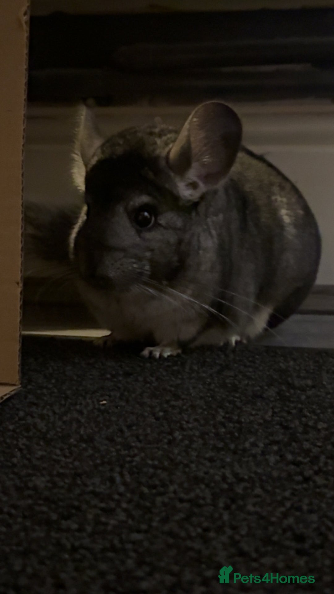 Chinchilla rodents for sale: Male chinchillas for sale (bonded  - Advert 11