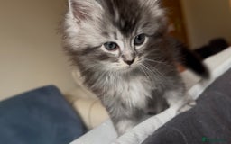 Persian cats for sale: ALL SOLD! PERSIAN-RAGDOLL KITTENS - Image 4