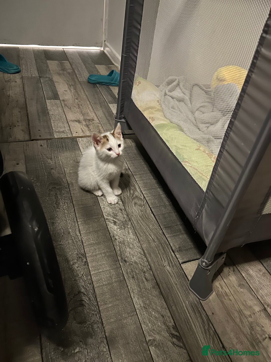 Mixed Breed cats for sale: Kittens are ready now  - Advert 12