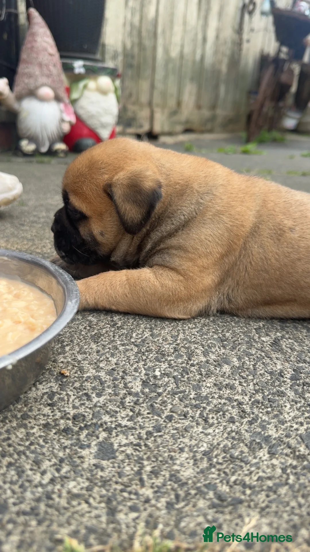 Bullmastiff dogs for sale: Rare opportunity bullmastiff dog puppy! - Advert 1
