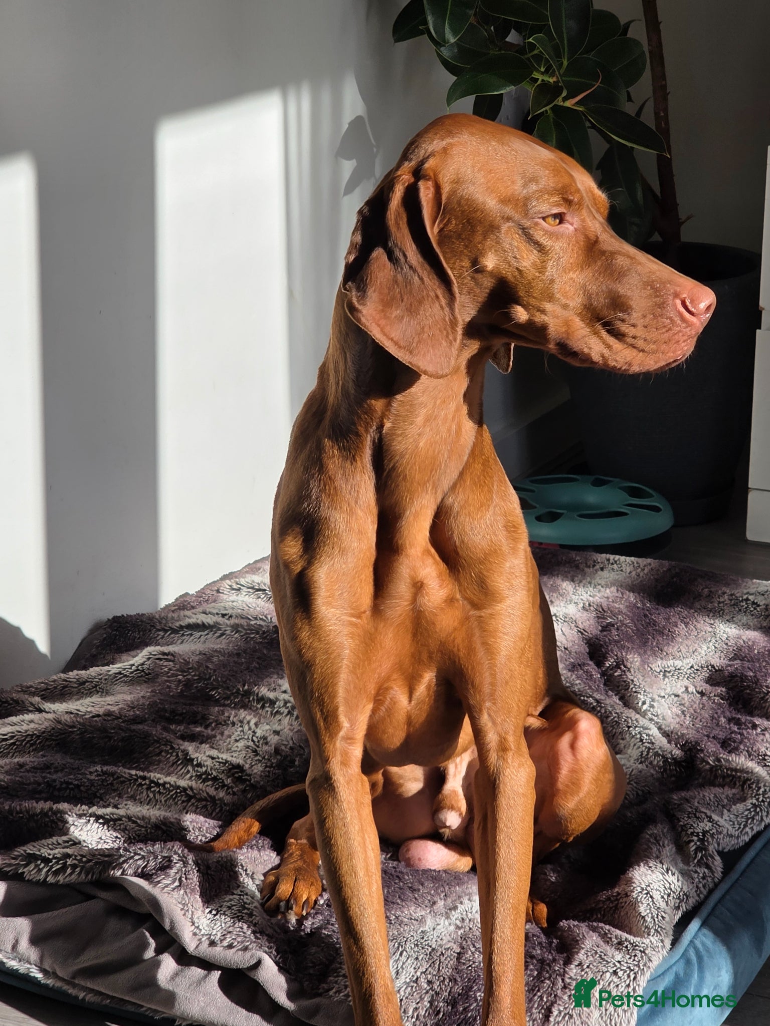 Hungarian Vizsla dogs Rupert  - Advert 5
